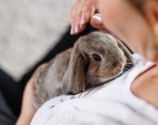 Person holding a cute pet rabbit