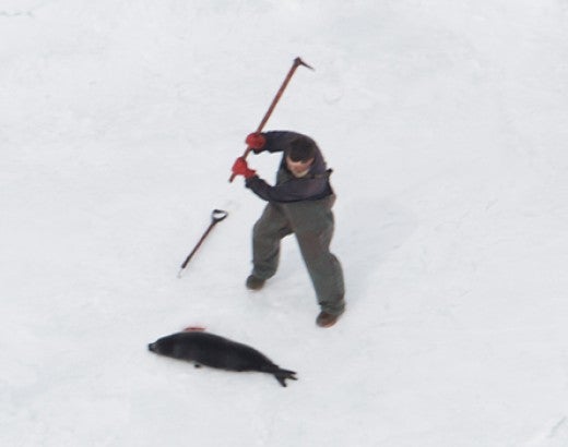Hunter tracks down and clubs seal on ice
