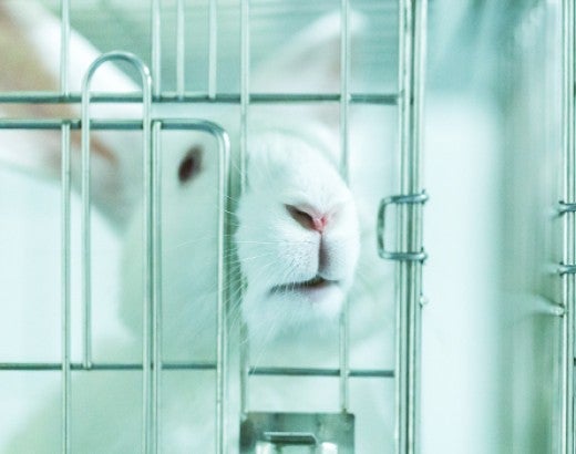 rabbit in metal cage used for animal testing