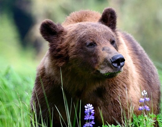 A male grizzly bear standing in a lush, green field with purple flowers in front of him.