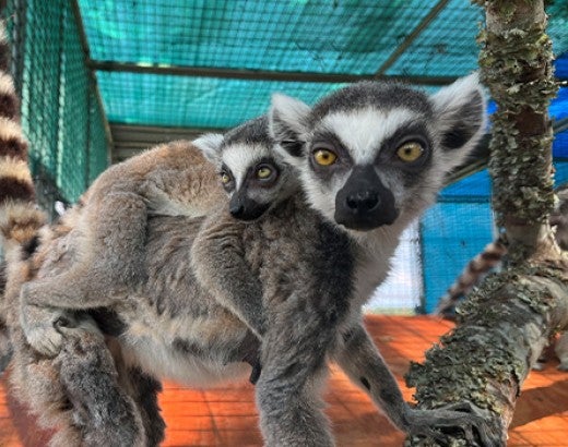 Lemurs removed from Puerto Rico at Black Beauty Ranch