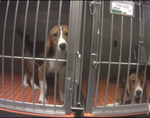 Two dogs lay in a cage awaiting testing