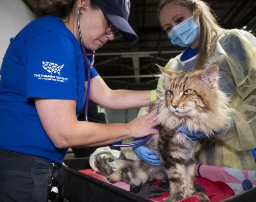 A cat is examined for injuries after being rescued