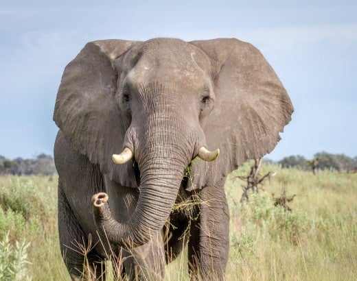 African elephant standing in a field