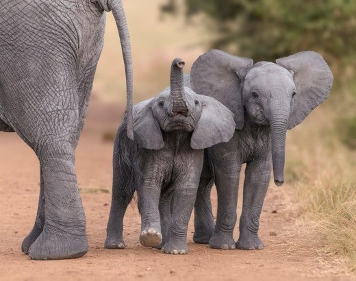 Young elephants walking in the wild