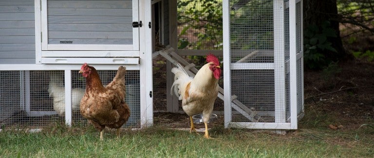 Backyard chickens near their coup. 