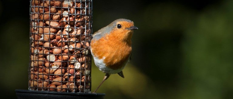 Feeding birds in your backyard can attract guests like this robin