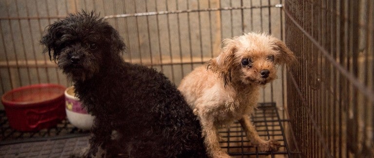 Two puppy mill dogs in a cage before being rescued