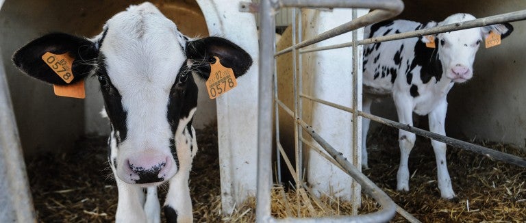 Veal calves on farm