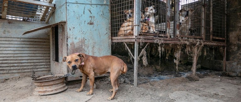 Dogs in filthy conditions at a dog meat farm in South Korea