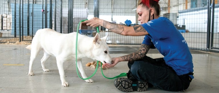 Rescuer Justine Hill works on leash training with a white dog named Gahee