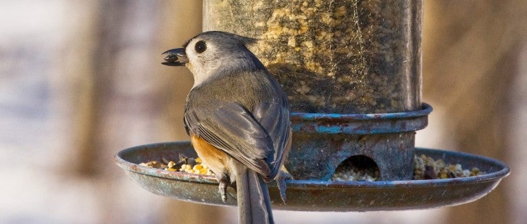 a small bird eats seeds from a hanging bird feeder