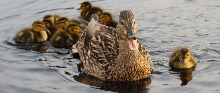 mother duck with her ducklings swimming in water
