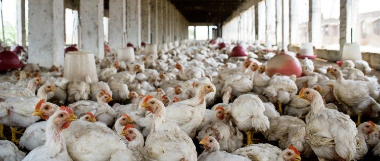 Photo of an industrial chicken operation in India.