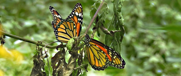 Monarch butterflies on plant stem