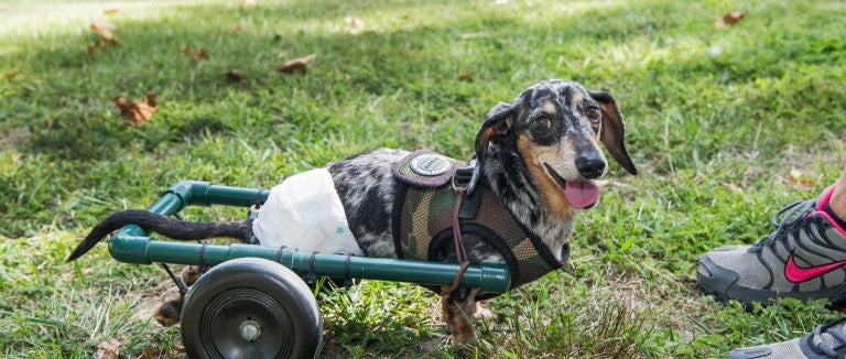 A small, speckled dog uses wheels to get around instead of his back legs.