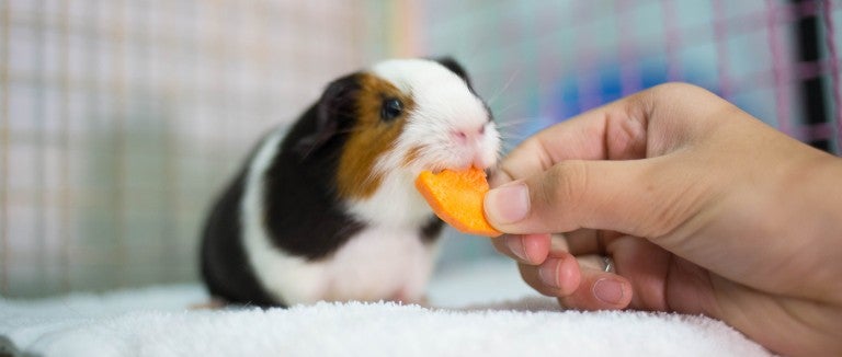 Guinea pig being fed a carrot. Learn more about what guinea pigs can eat. 
