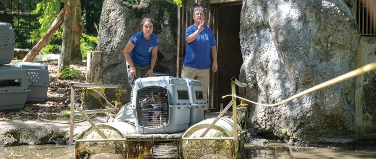 HSUS staff load a pair of lemurs onto a raft to cross a moat at zoo before transporting to sanctuary