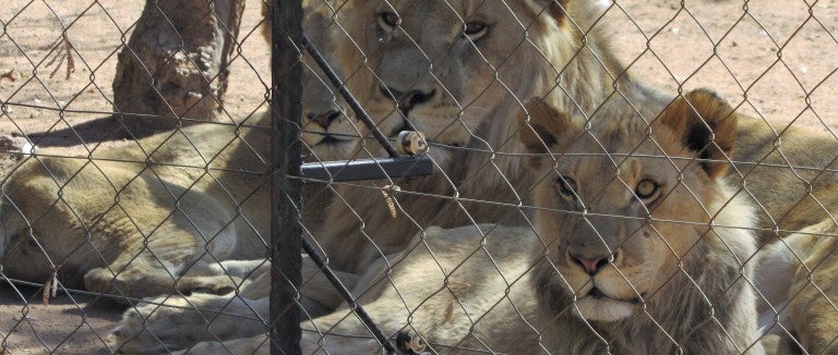 Captive bred lions at a captive lion breeding facility 