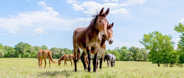 Group of equines at Black Beauty Ranch