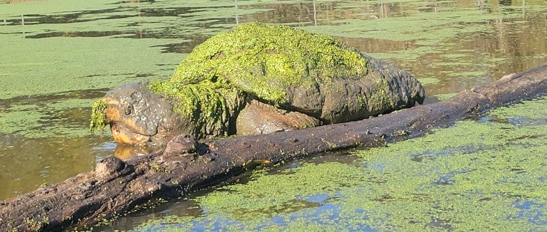  alligator snapping turtle nicknamed “the kraken” surfaces in a sanctuary pond 