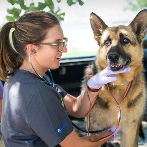 A RAVS volunteer performs an exam on an older german shepherd sitting in the back of a pickup truck