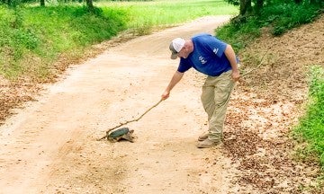 Shaun Echols uses a stick to gently guide a snapping turtle off the road.