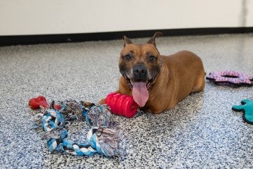 Rescued pit bull type dog with toys