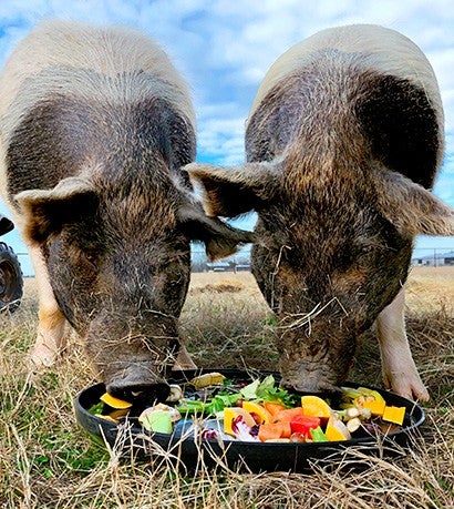 Pigs eating fruit on a plate.