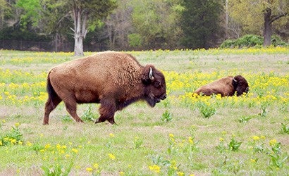 Bison roam at Black Beauty Ranch.