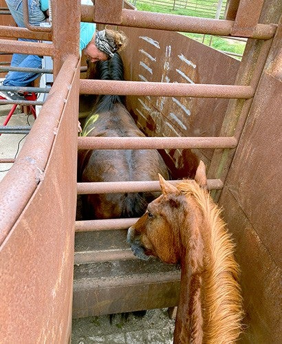 Staff guiding horses through the equine chute at Black Beauty Ranch.
