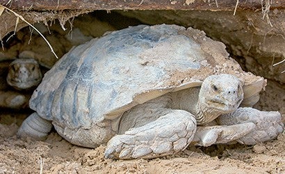 Two tortoises finding shade in their burrow.