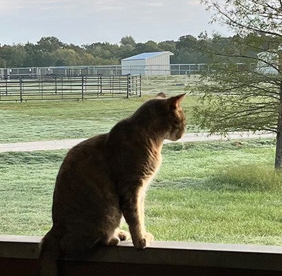 Felicia the farm cat looking out a barn at Black Beauty Ranch.