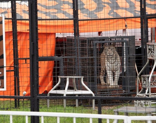 White tiger in a cage at a traveling circus