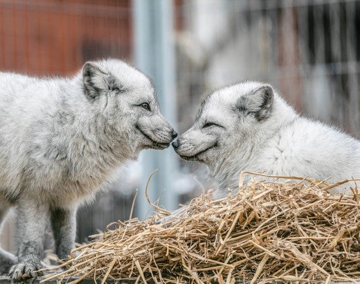 Rescued from a fur farm in Poland, these arctic fox siblings now live in sanctuary.