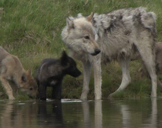 A group of wild wolves gather by a body of water