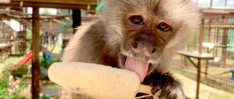 Phoebe the monkey enjoying a popsicle.