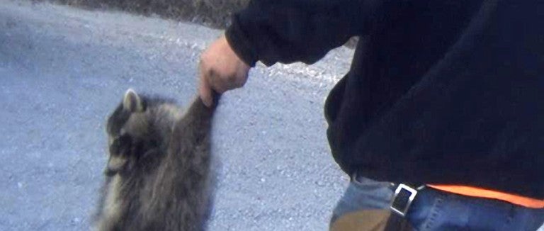 A man holds a dead raccoon